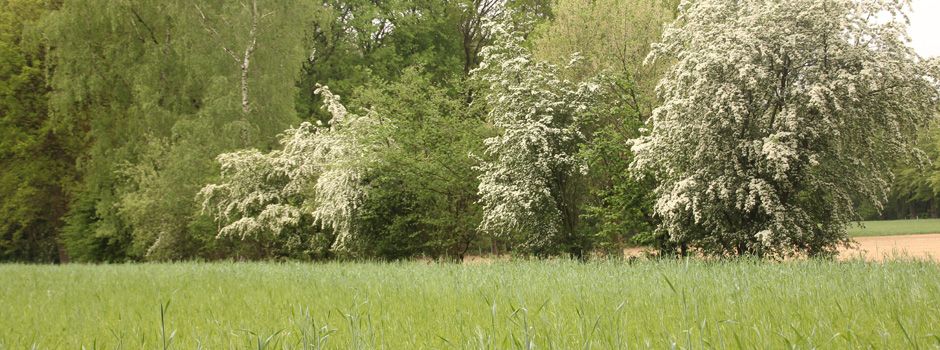 Referentiefoto van het landschap Esgronden